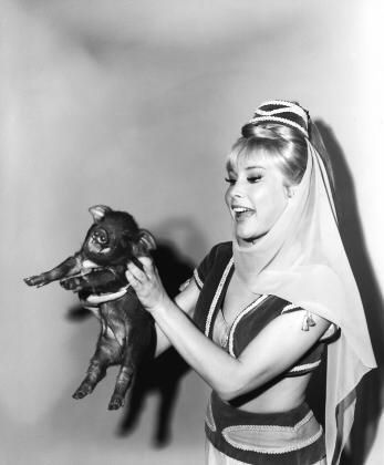 Barbara Eden 126629