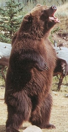Brody the Bear 259378