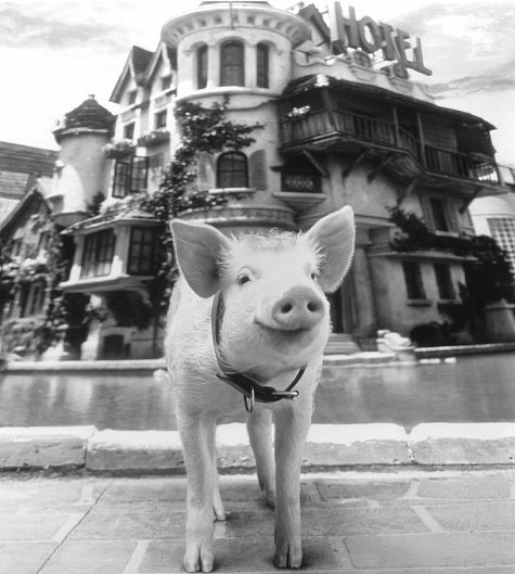 Babe: Pig in the City 33776