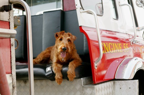 Firehouse Dog 123995