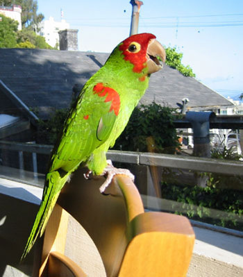 The Wild Parrots of Telegraph Hill 106133