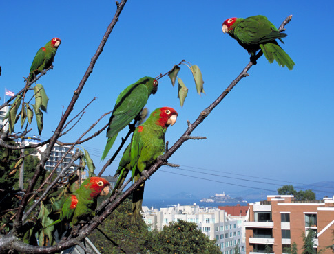 The Wild Parrots of Telegraph Hill 106134