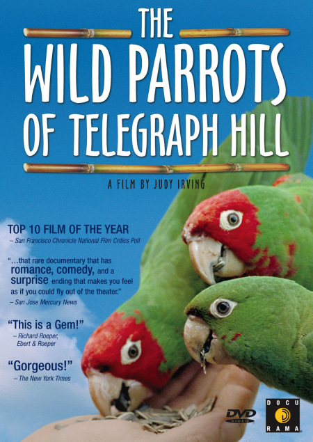 The Wild Parrots of Telegraph Hill 108481