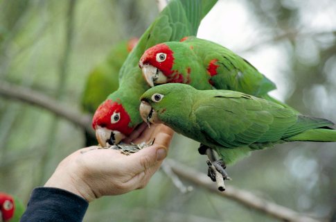 The Wild Parrots of Telegraph Hill 109563