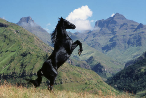 The Young Black Stallion 70960