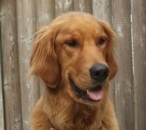 Joe the Dog 260633