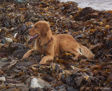 Joe the Dog 260635