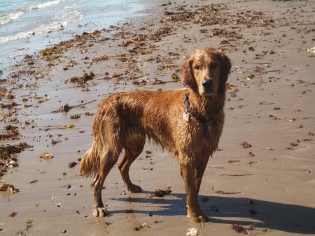 Joe the Dog 260636