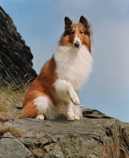 Lassie 105926