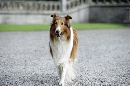 Lassie 107003