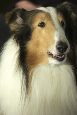 Lassie 107018