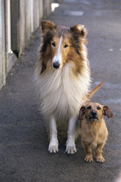 Lassie 107611