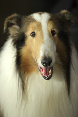 Lassie 107625