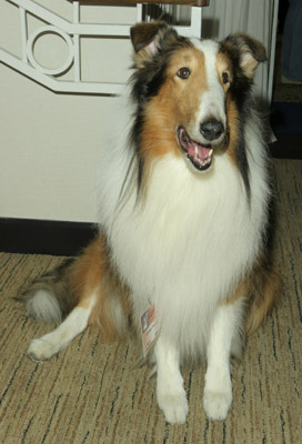 Lassie 109061