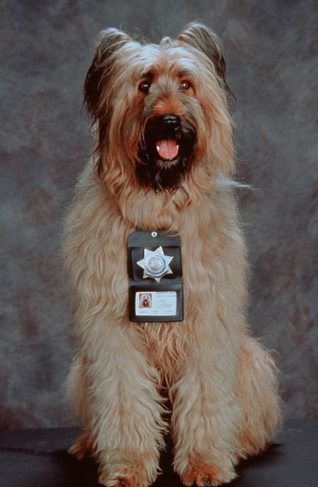 Top Dog 24955